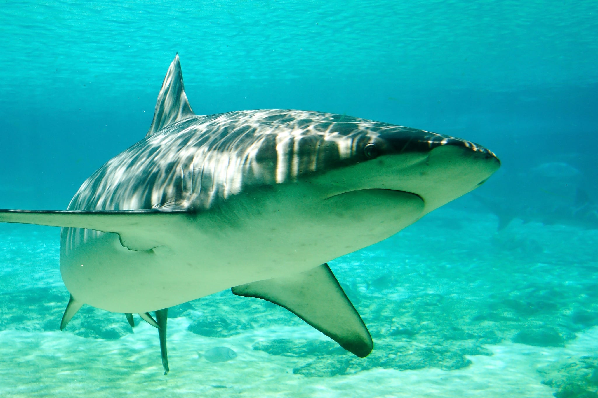 carcharhinus obscurus gold coast carcharhinus obscurus gold coast Dusky Shark