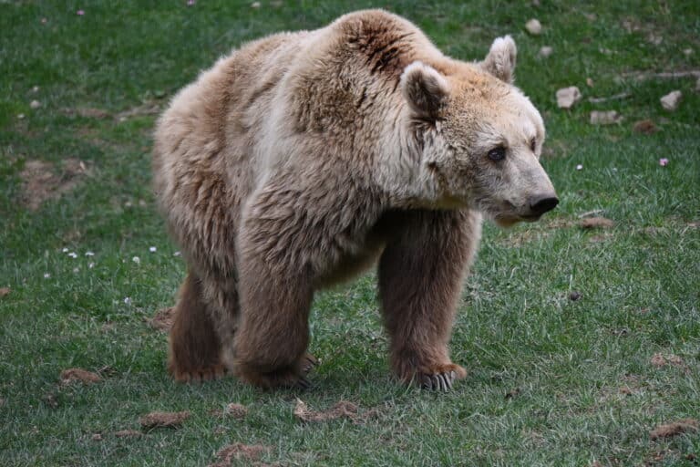 passeggiando semplicemente Marsican Brown Bear