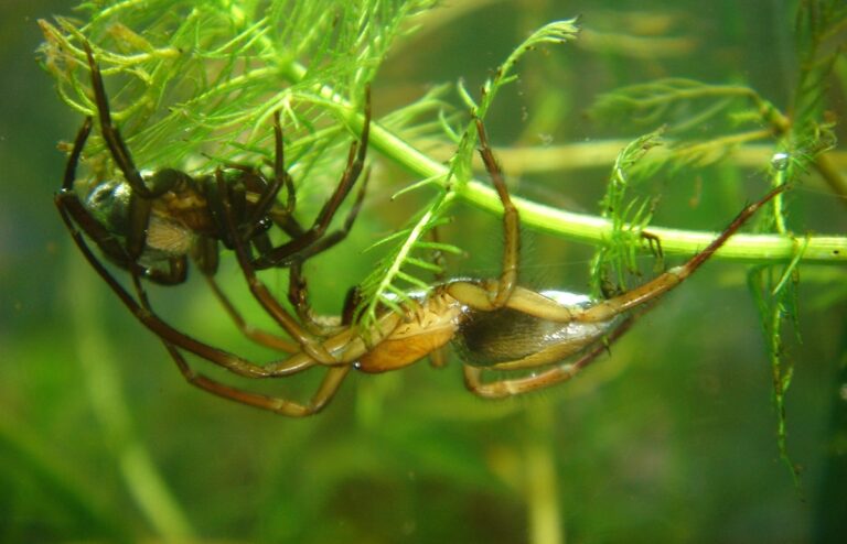 file:argyroneta aquatica paar.jpg file:argyroneta aquatica paar.jpg Diving Bell Spider (Water Spider)