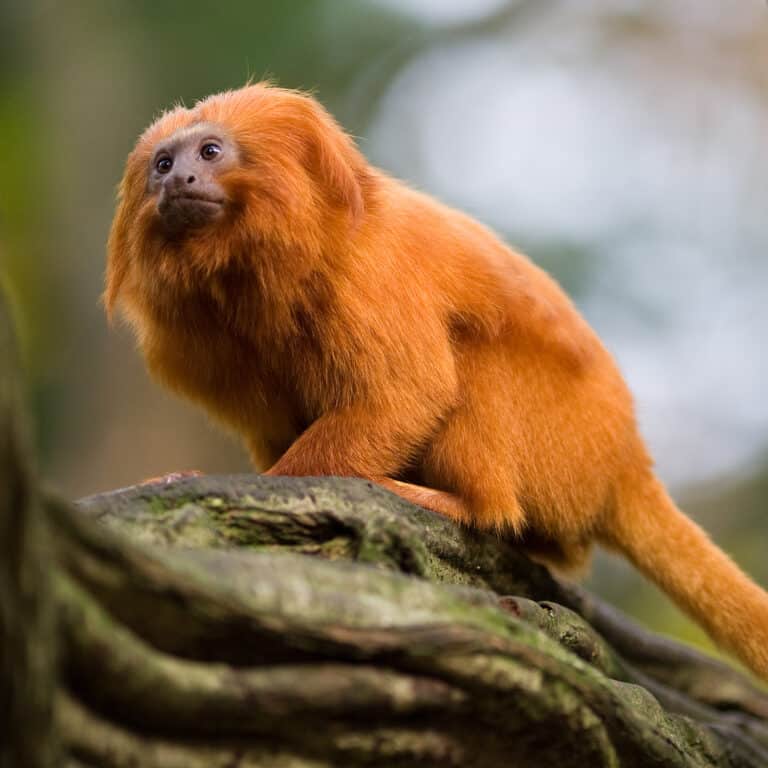 golden lion tamarin portrait 2 golden lion tamarin portrait 2