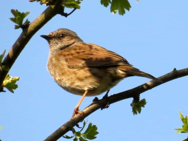 dunnock or hedge accentor (prunella modularis) (8736967286) dunnock or hedge accentor (prunella modularis) (8736967286)