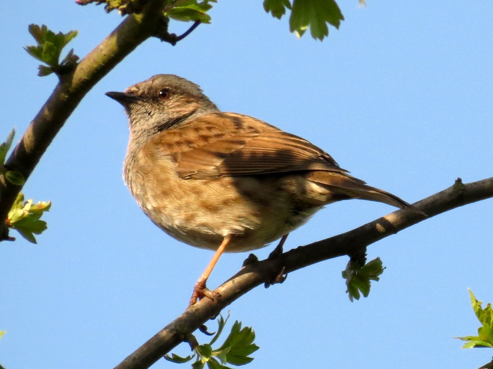 dunnock or hedge accentor (prunella modularis) (8736967286) dunnock or hedge accentor (prunella modularis) (8736967286)
