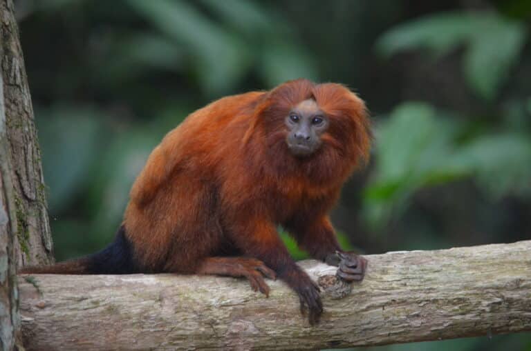 leontopithecus rosalia 4348421 leontopithecus rosalia 4348421