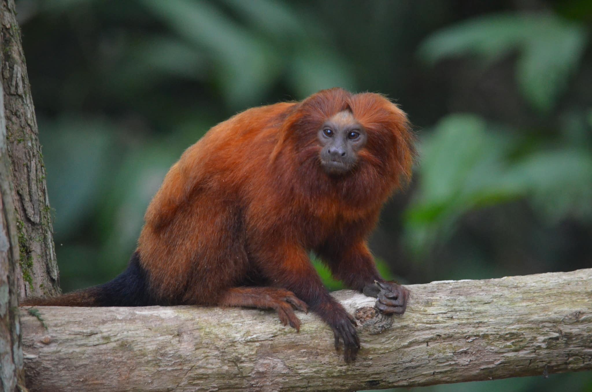 leontopithecus rosalia 4348421 leontopithecus rosalia 4348421