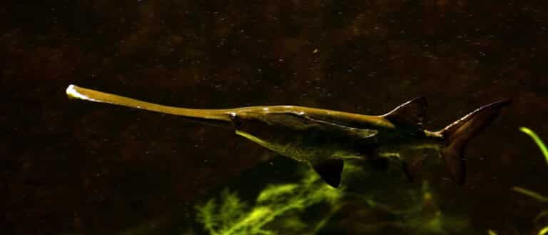 file:polyodon spathula aquarium liège 30012016 1.jpg file:polyodon spathula aquarium liège 30012016 1.jpg