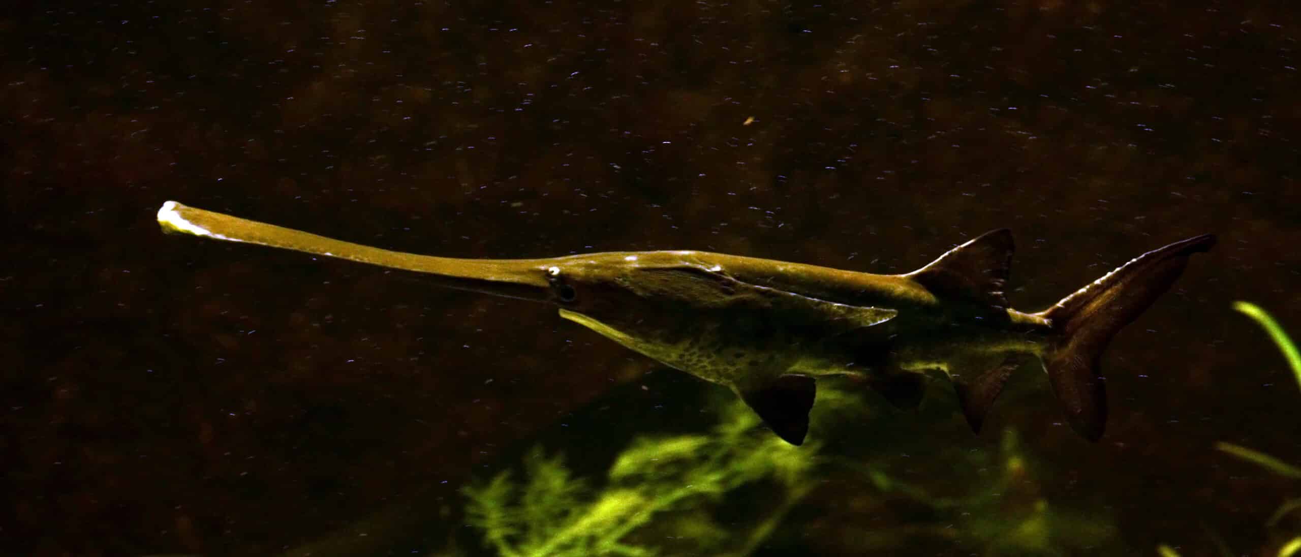 file:polyodon spathula aquarium liège 30012016 1.jpg file:polyodon spathula aquarium liège 30012016 1.jpg