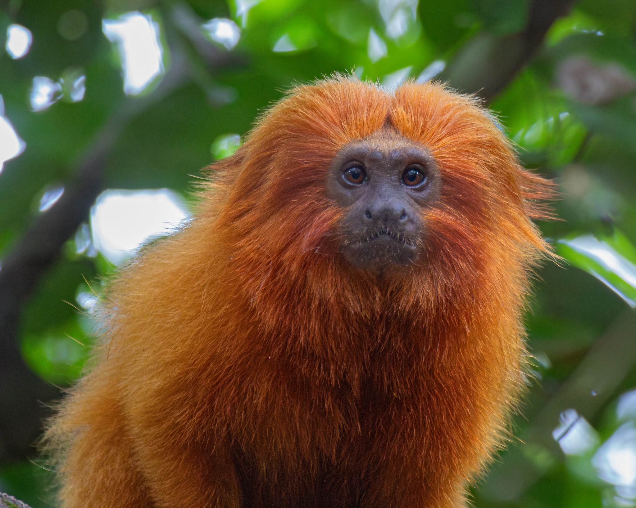 leontopithecus rosalia 467256295 leontopithecus rosalia 467256295 Golden Lion Tamarin