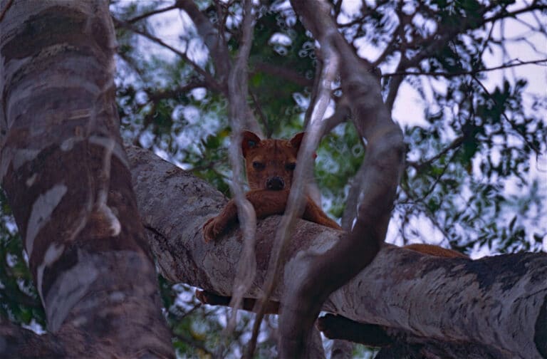 file:fossa (cryptoprocta ferox) (10291457434).jpg