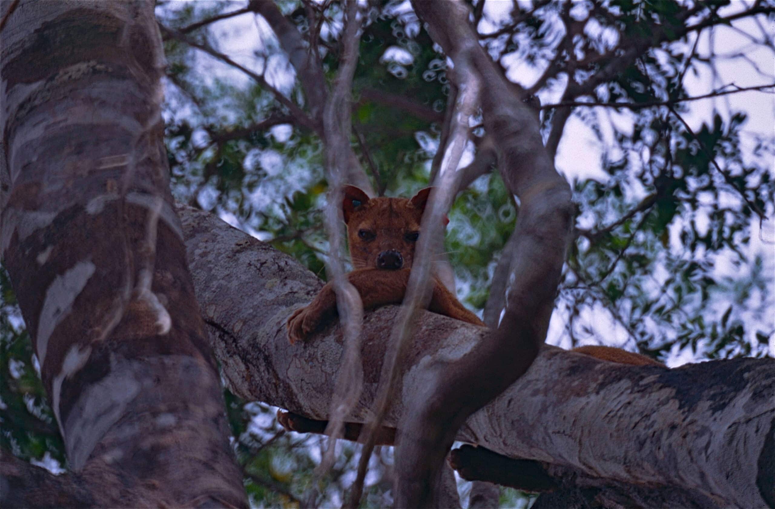 file:fossa (cryptoprocta ferox) (10291457434).jpg