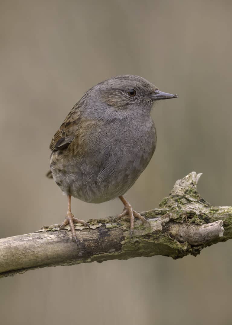 dunnock prunella modularis (54300839453) dunnock prunella modularis (54300839453)