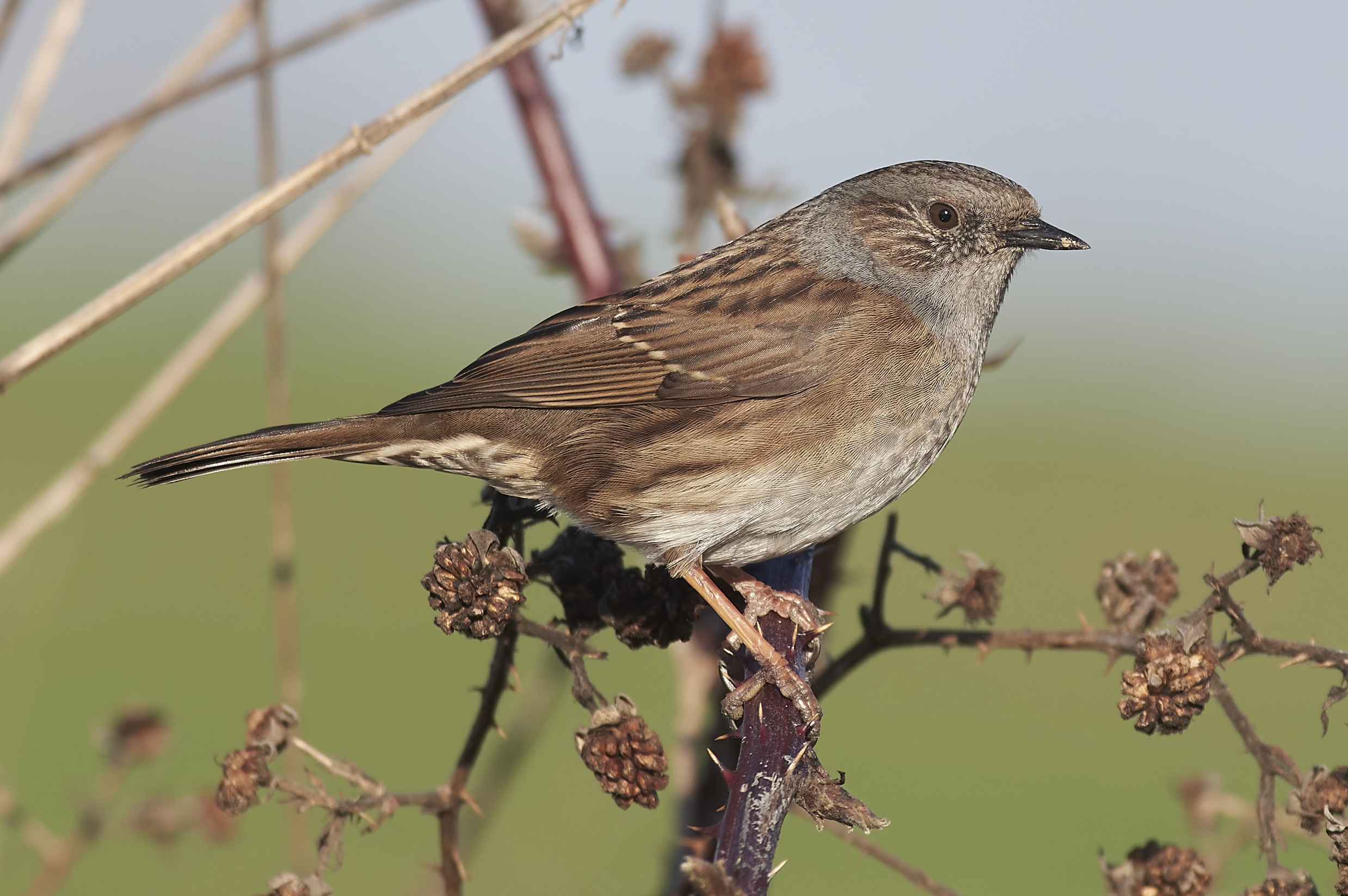 the dunnock (prunella modularis) the dunnock (prunella modularis)