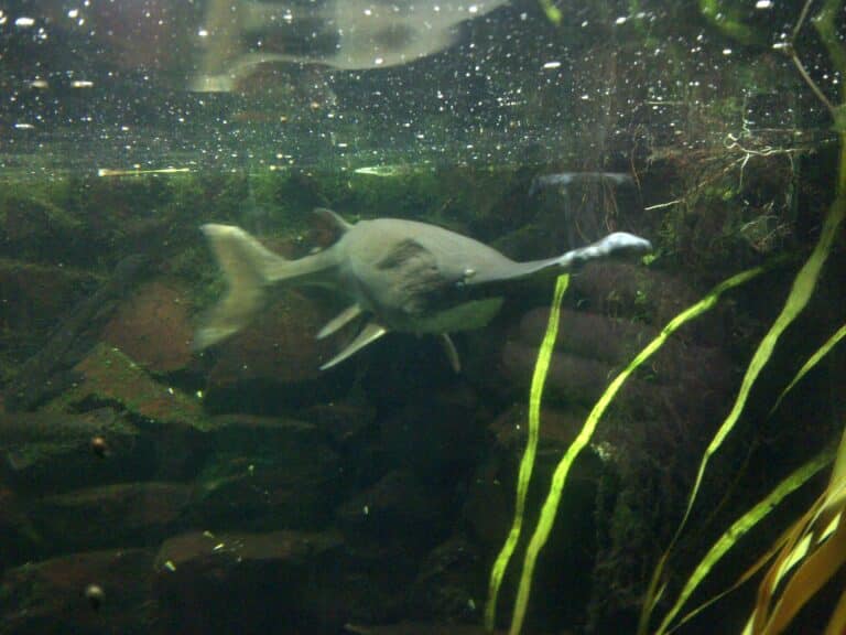 hal polyodon spathula 3 hal polyodon spathula 3