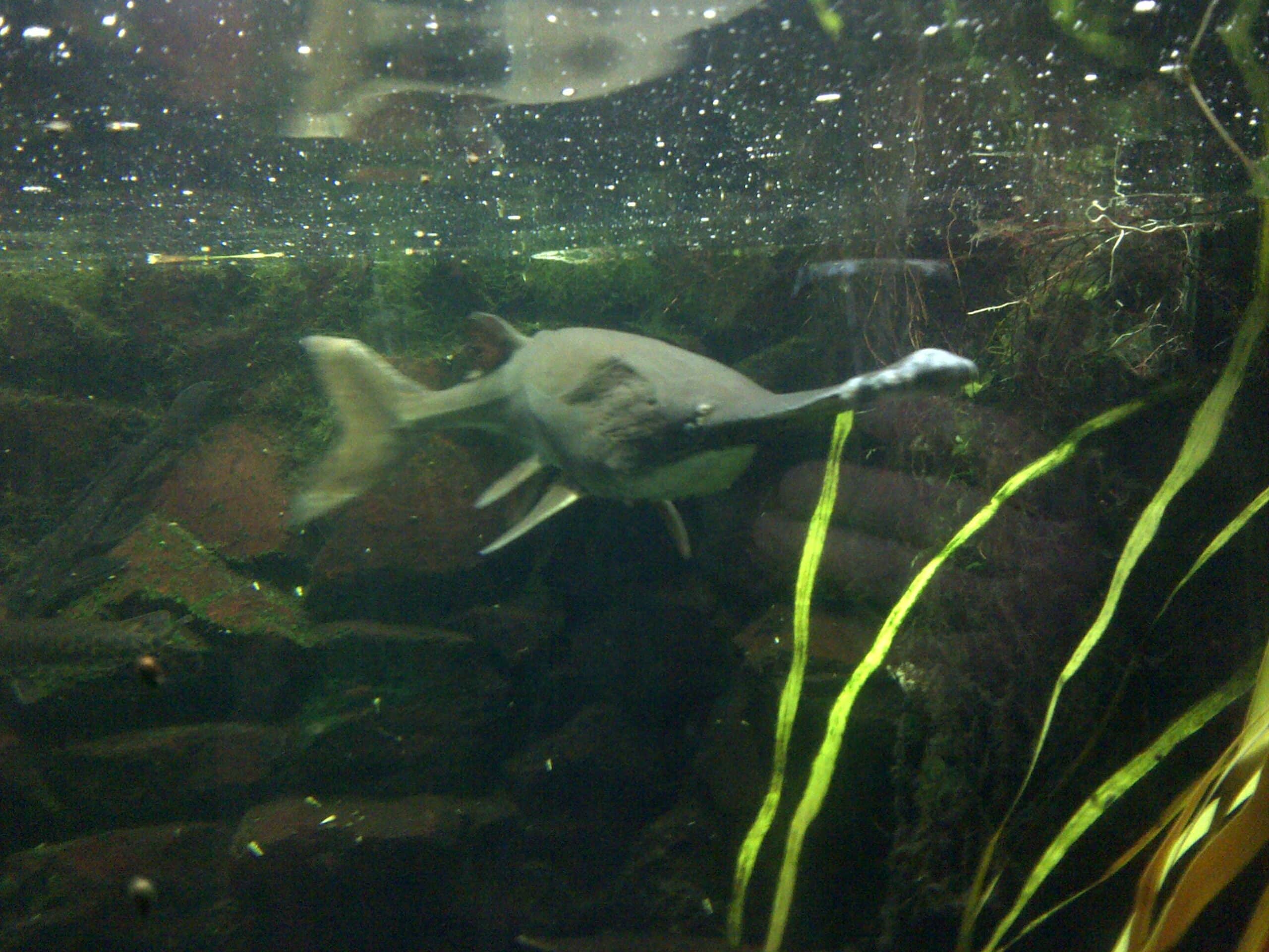 hal polyodon spathula 3 hal polyodon spathula 3