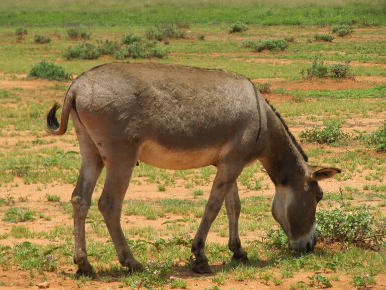 donkey near amboseli national park