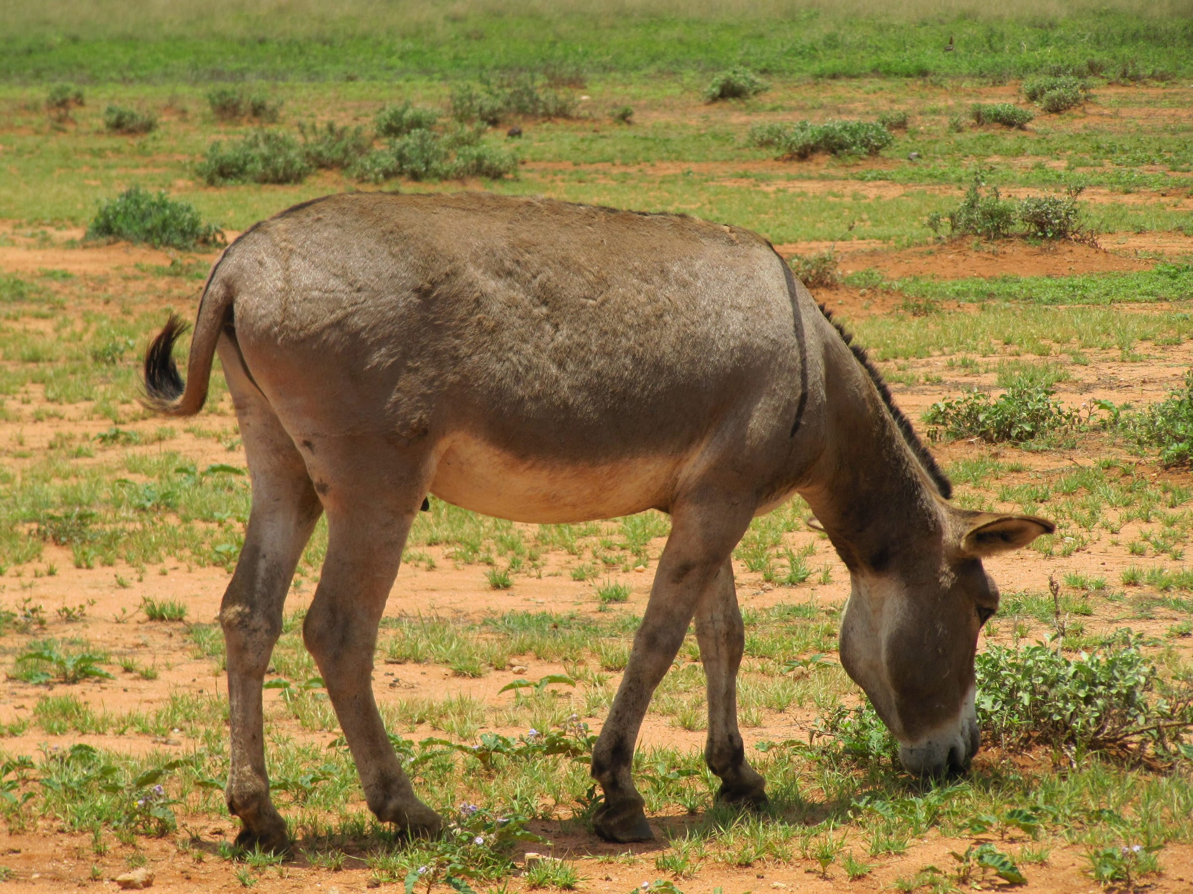 donkey near amboseli national park
