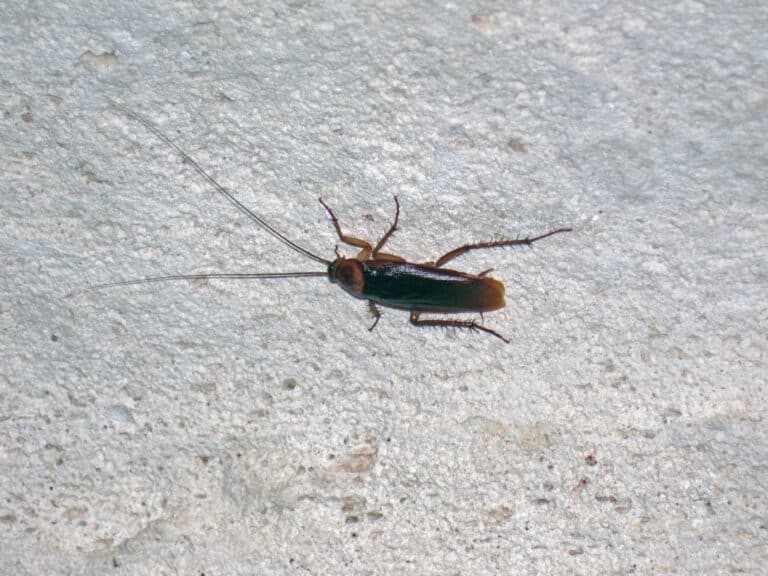 periplaneta americana (16205845409) periplaneta americana (16205845409)