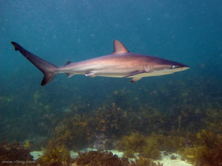 dusky whaler shark dusky whaler shark