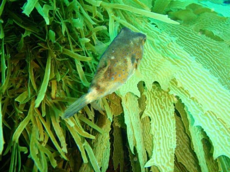 omegophora cyanopunctata bluespotted toadfish pc290510 Toadfish