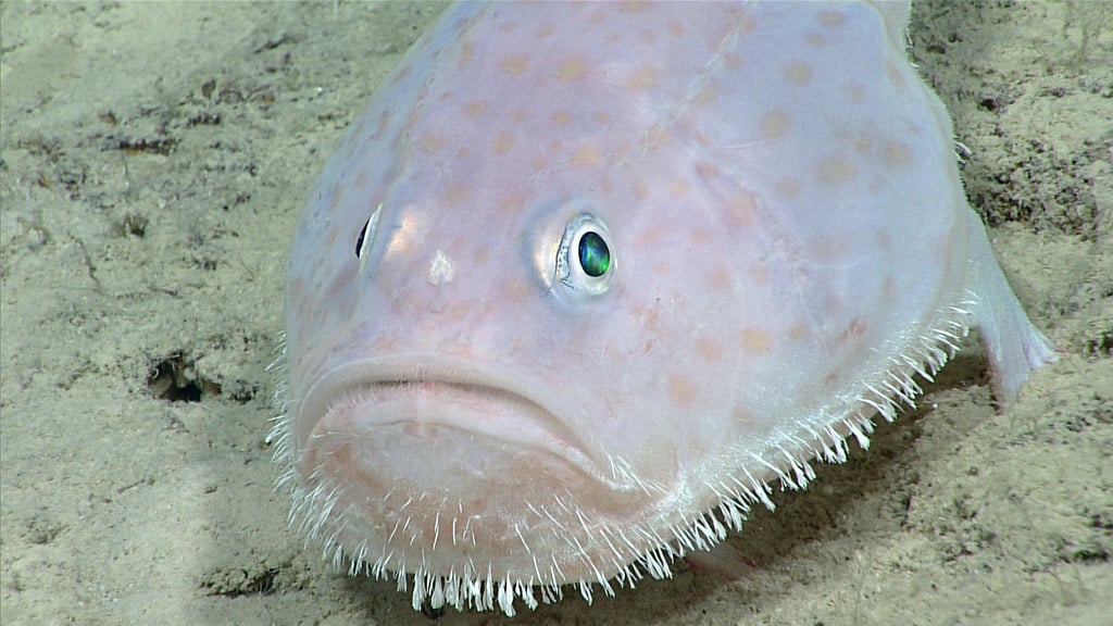 toadfish