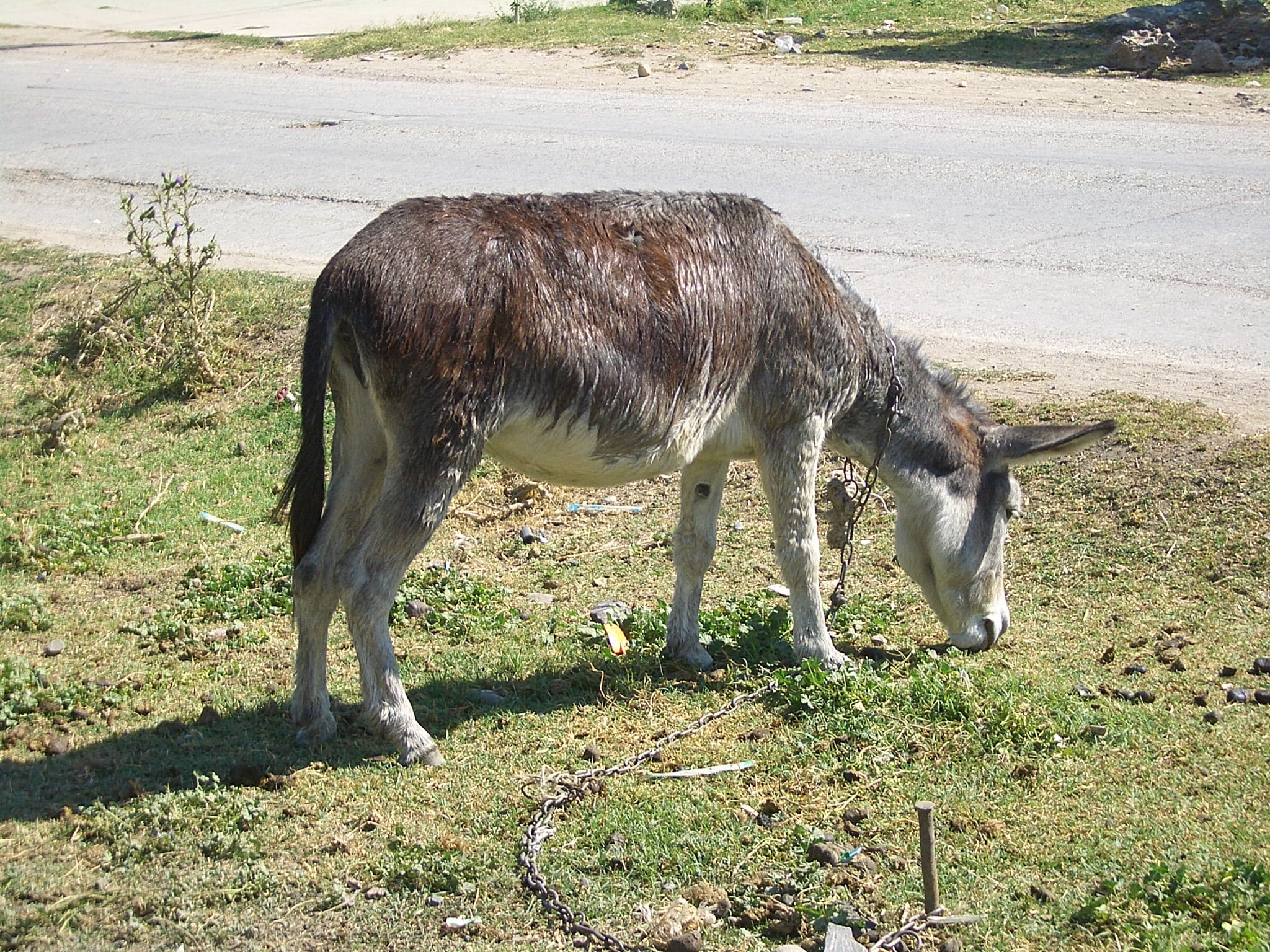e8004 milyanfan donkey