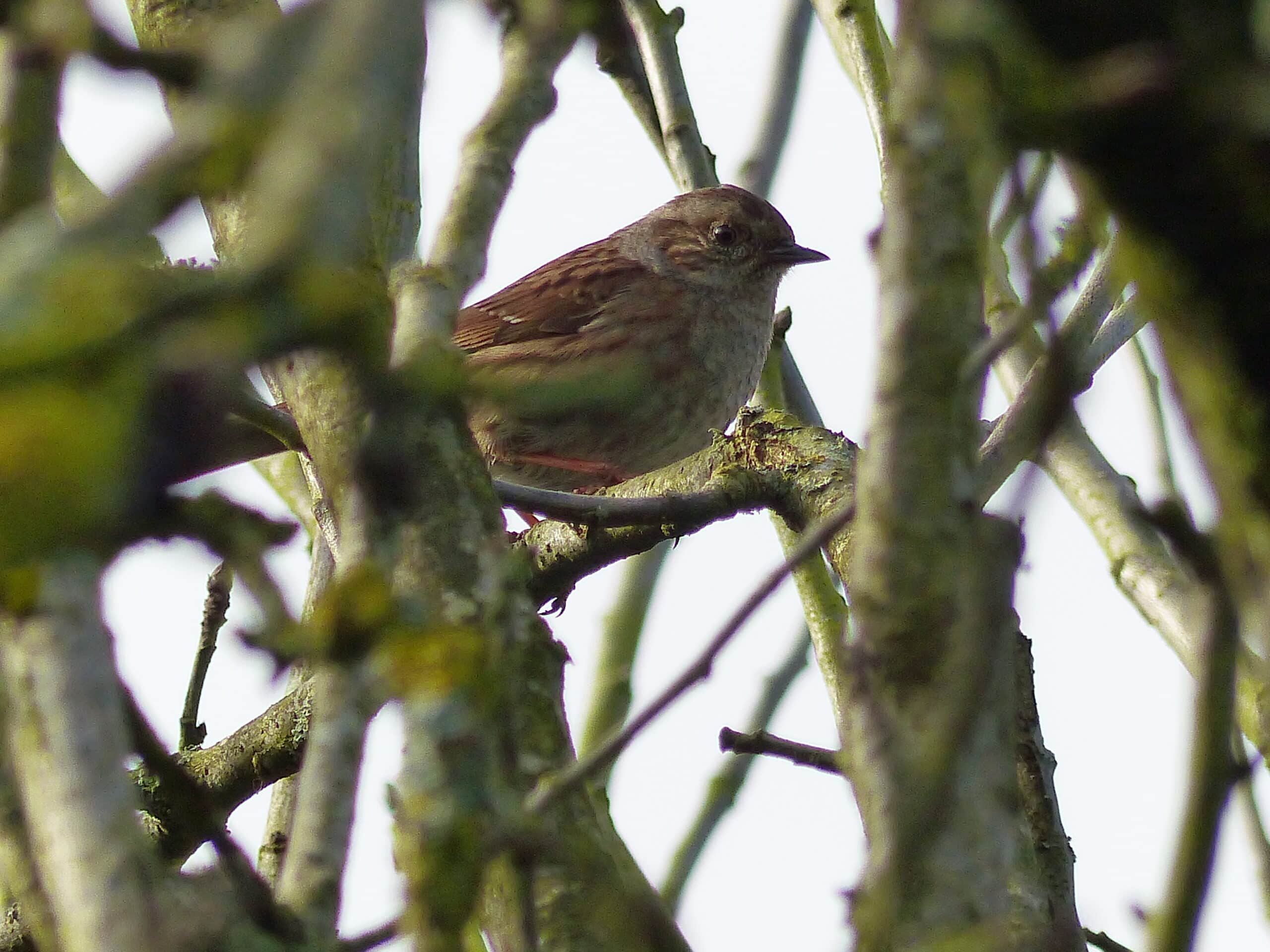 prunella modularis josselin prunella modularis josselin