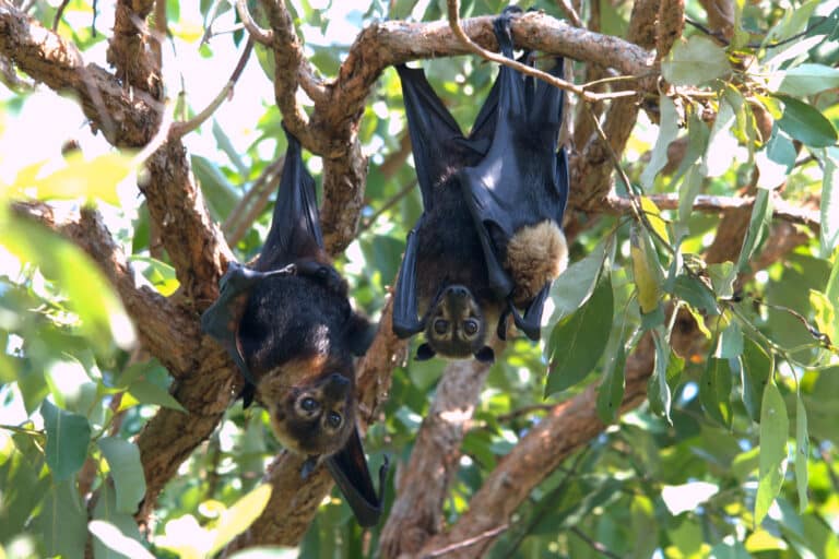 file:spectacled flying foxes (pteropus conspicillatus) male, female & her young.jpg file:spectacled flying foxes (pteropus conspicillatus) male, female & her young.jpg