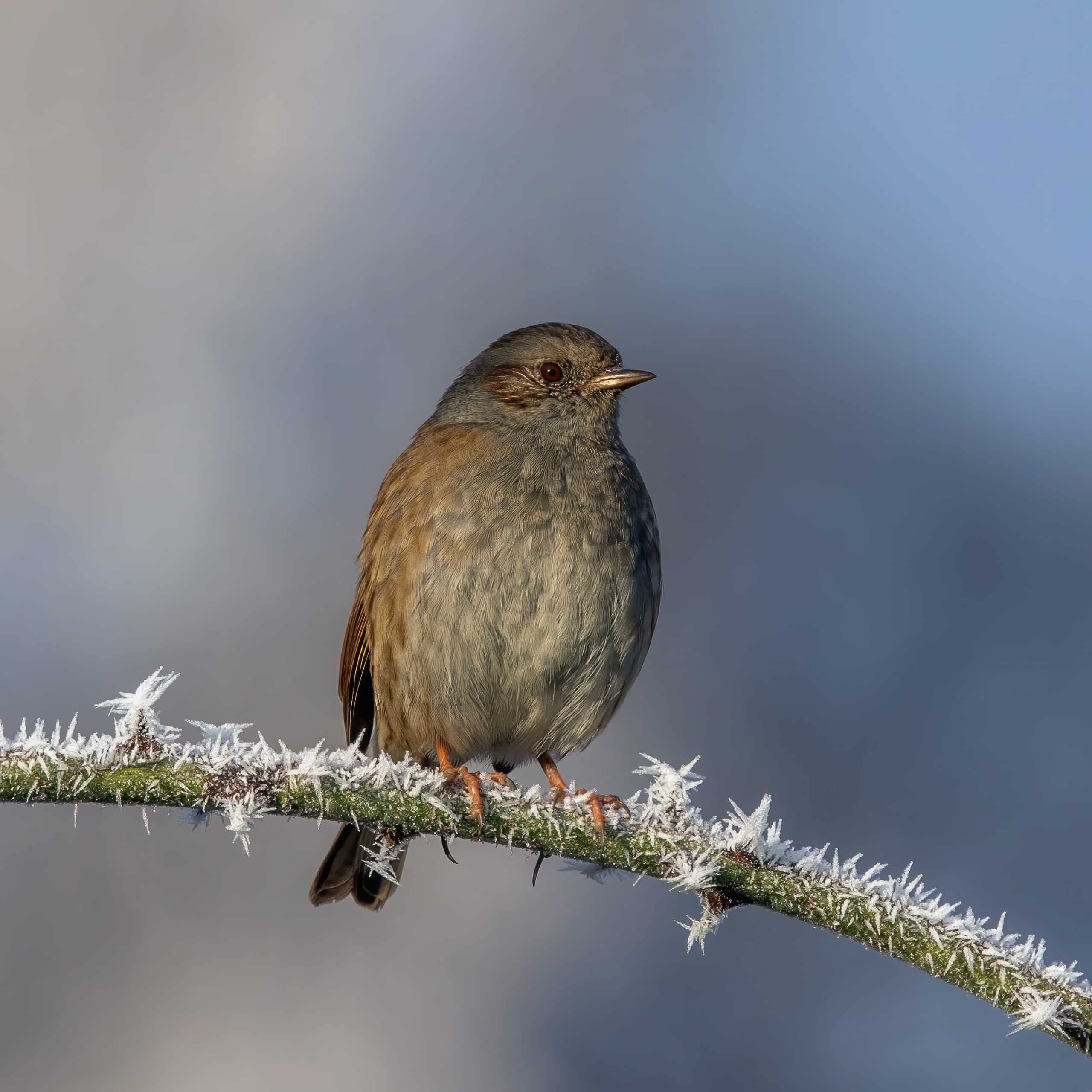 dunnock (prunella modularis occidentalis) dunnock (prunella modularis occidentalis)