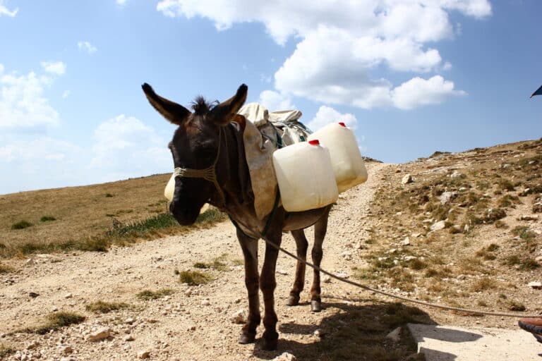 vlasic donkey