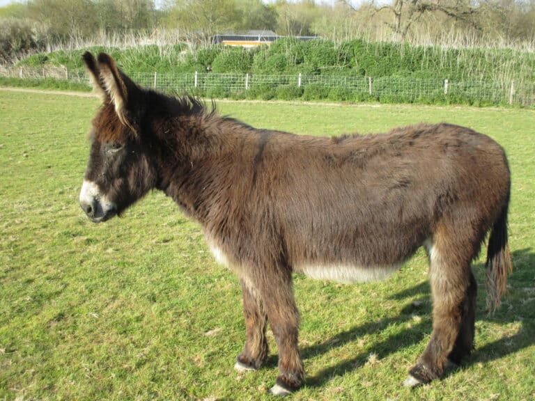 sakeham donkey 3