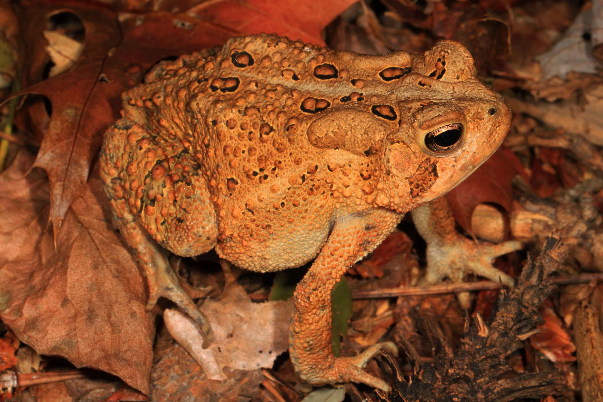 american toad anaxyrus americanus, meadowood farm srma, mason neck, virginia 30444223466 american toad anaxyrus americanus, meadowood farm srma, mason neck, virginia 30444223466