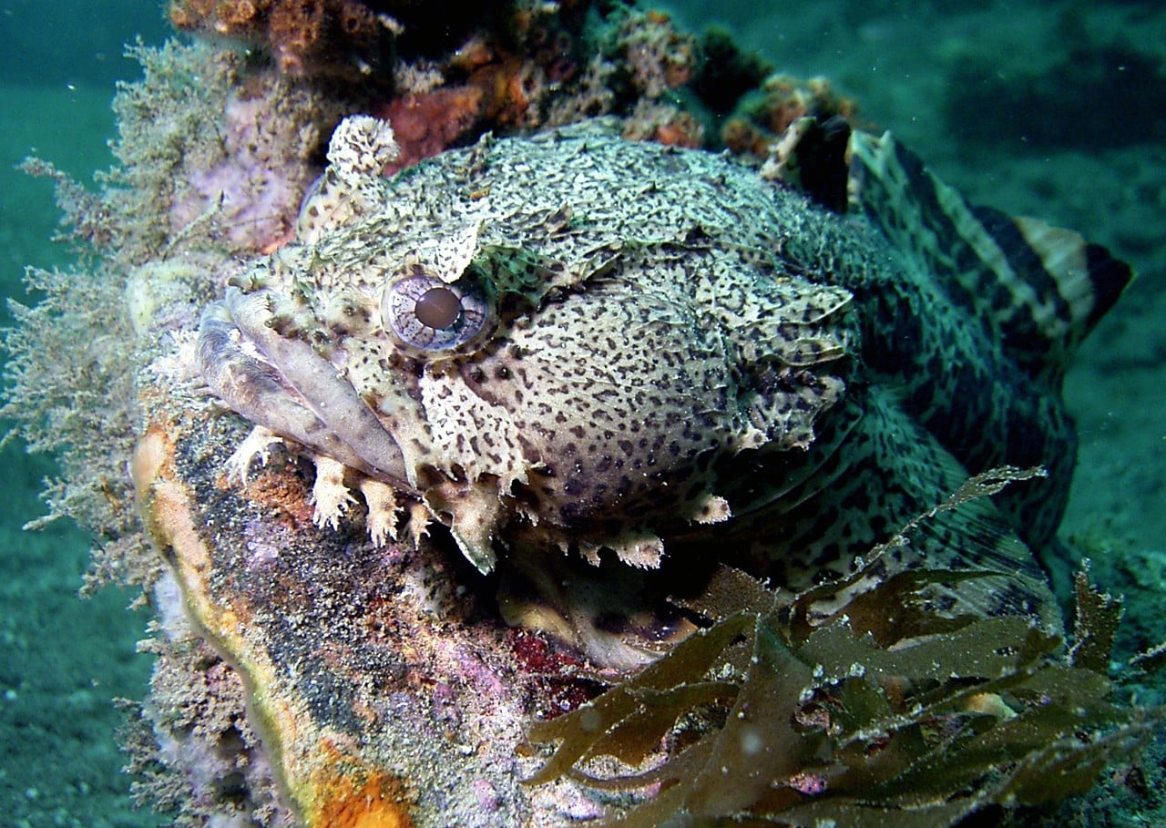 file:opsanus tau north carolina.jpg