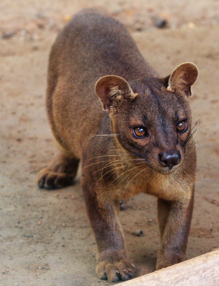 cryptoprocta ferox