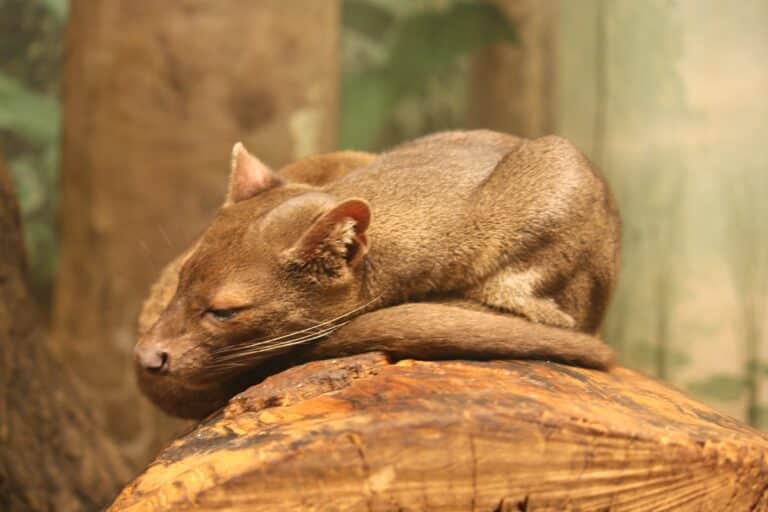 file:fossa 085.jpg