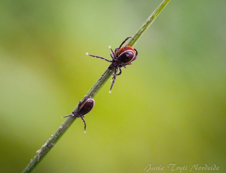 castor bean tick (ixodes recinus) Tick