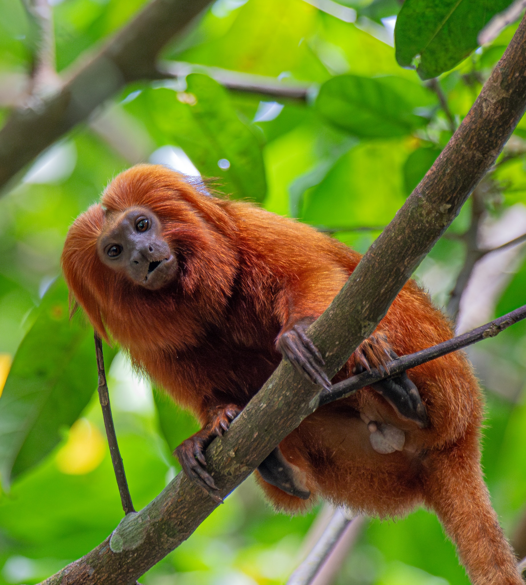 leontopithecus rosalia 456525187 leontopithecus rosalia 456525187