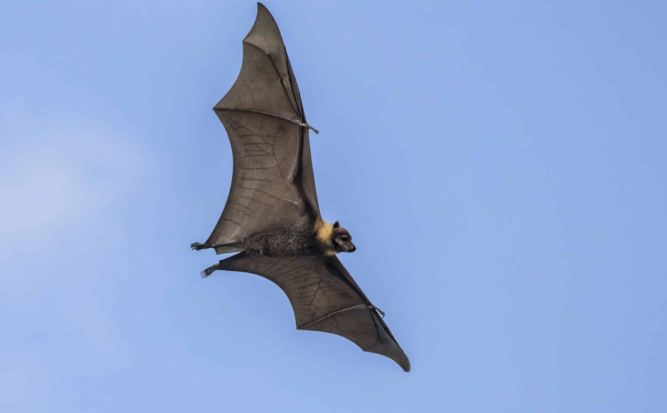 polynesian flying fox (pteropus tonganus) in flight taveuni polynesian flying fox (pteropus tonganus) in flight taveuni