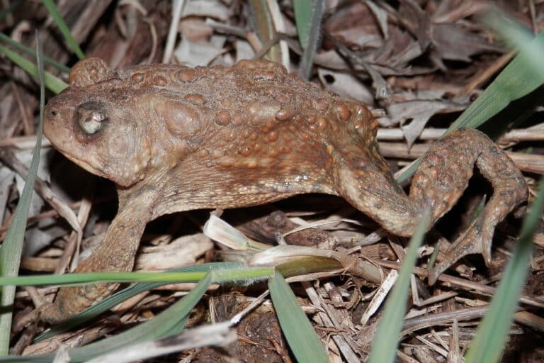 american toad (anaxyrus americanus) simcoe, ontario 2013 04 18 (02) american toad (anaxyrus americanus) simcoe, ontario 2013 04 18 (02)