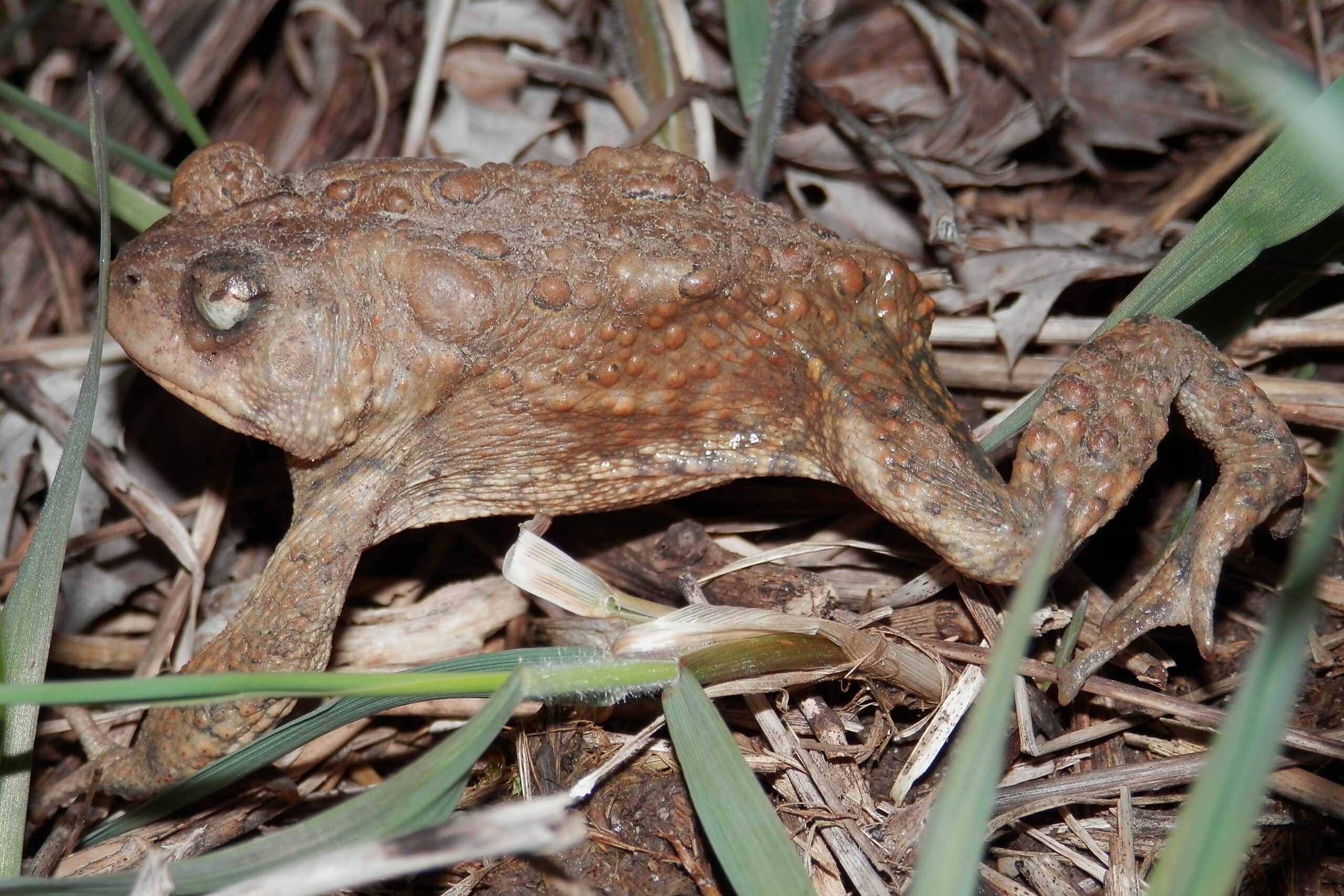 american toad (anaxyrus americanus) simcoe, ontario 2013 04 18 (02) american toad (anaxyrus americanus) simcoe, ontario 2013 04 18 (02)