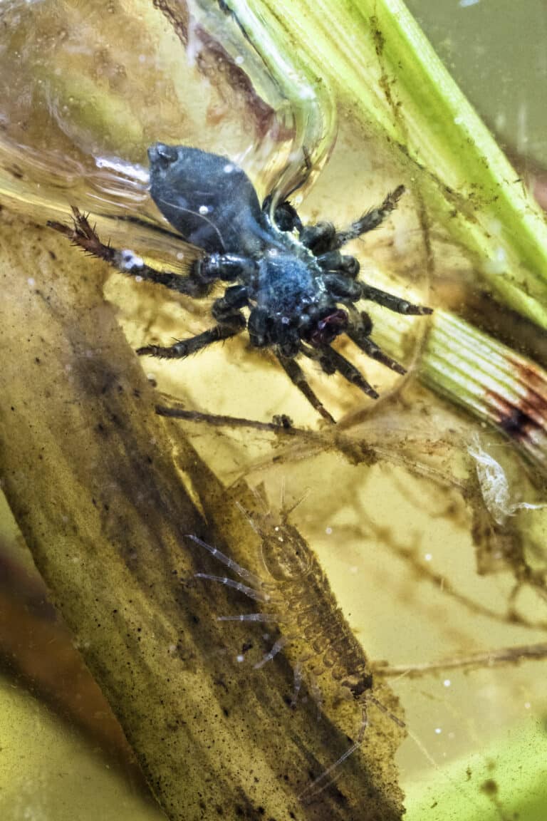 waterspider (argyroneta aquatica) and freshwater crustacean (asellus aquaticus) waterspider (argyroneta aquatica) and freshwater crustacean (asellus aquaticus)