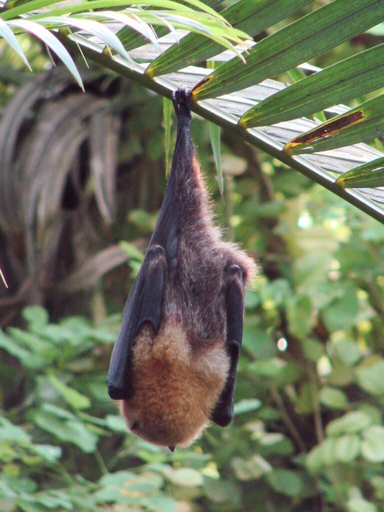 pteropus rodricensis (zurich zoo) back pteropus rodricensis (zurich zoo) back
