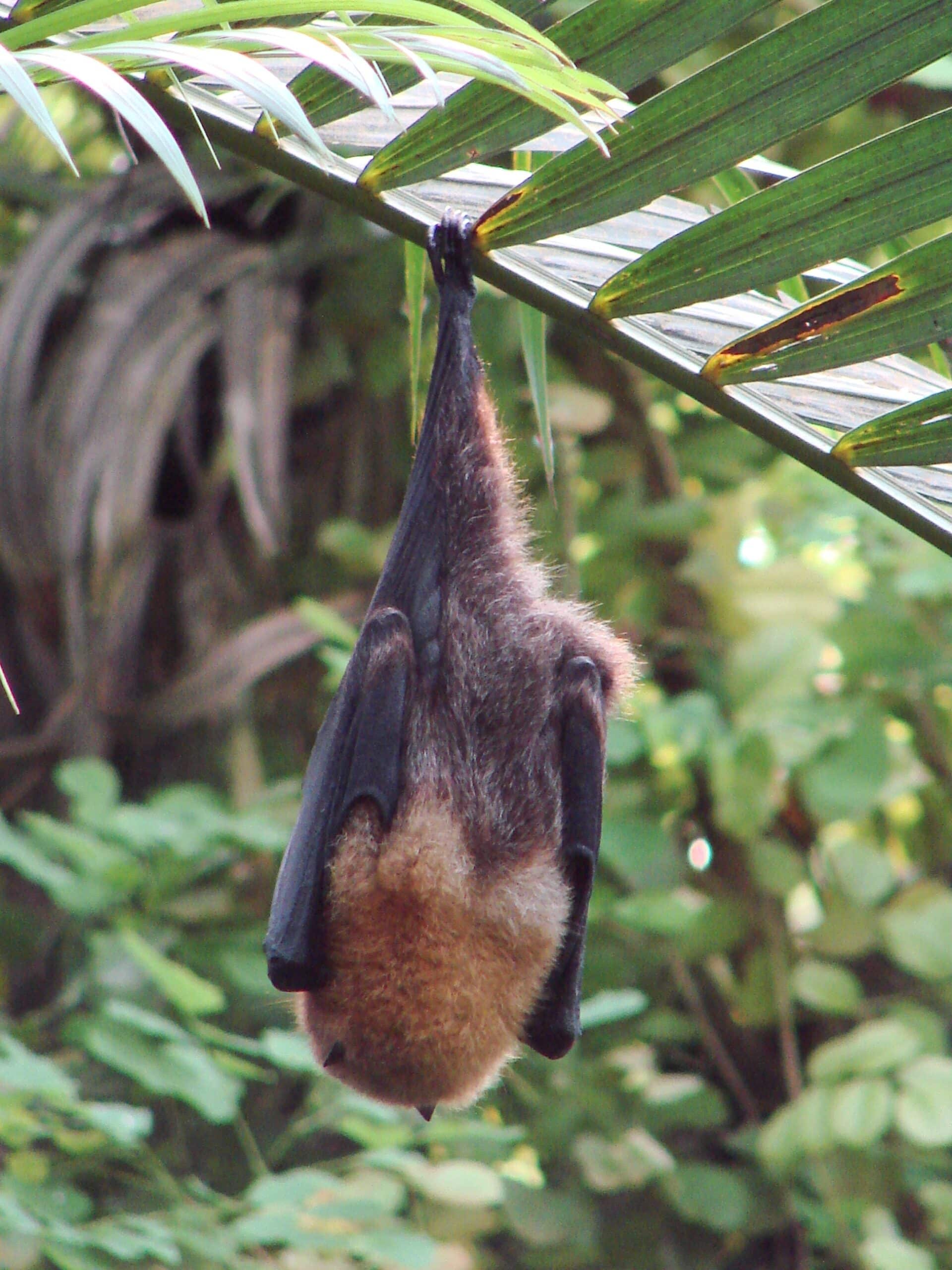 pteropus rodricensis (zurich zoo) back pteropus rodricensis (zurich zoo) back