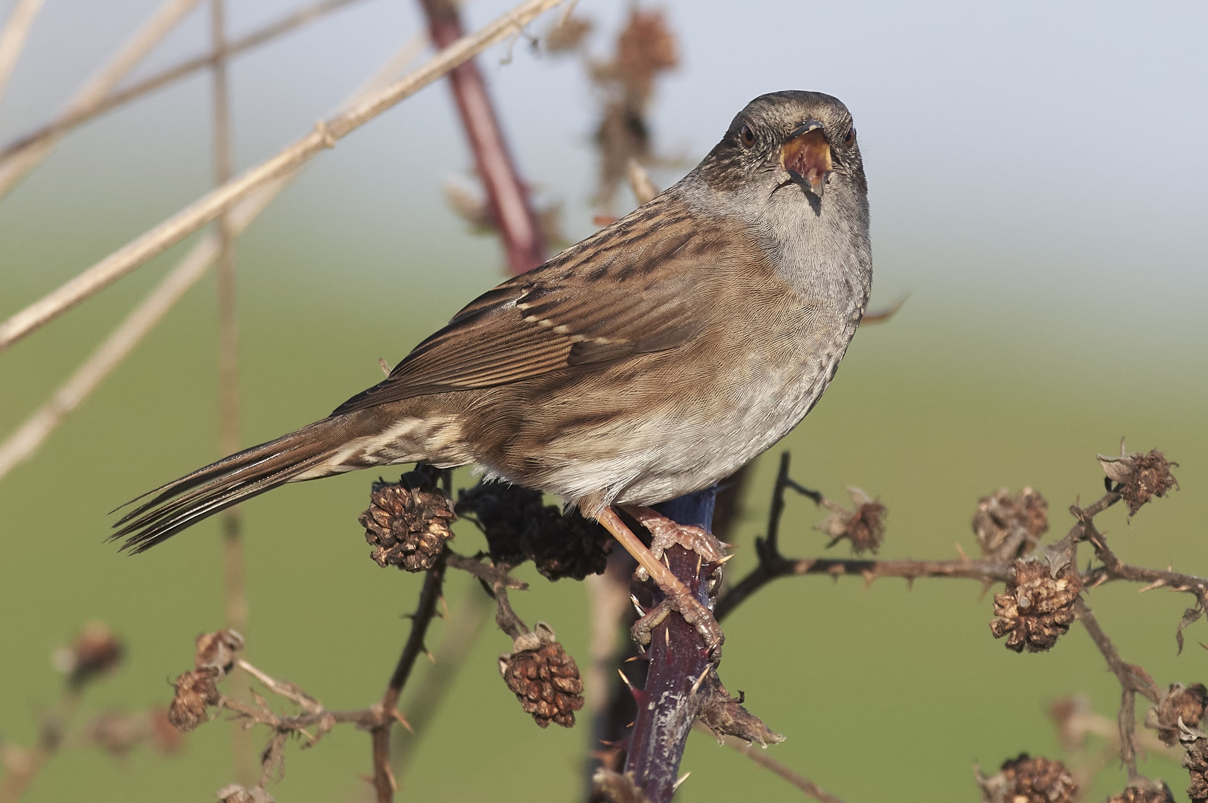 singing dunnock (prunella modularis) singing dunnock (prunella modularis) Dunnock