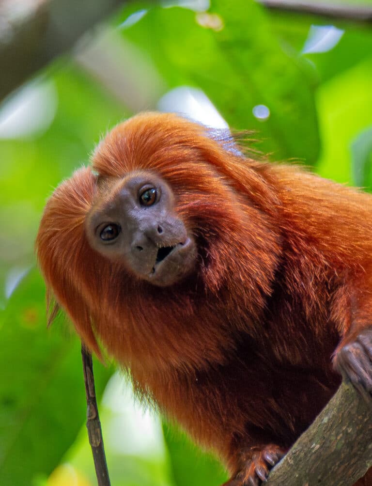leontopithecus rosalia 456525174 leontopithecus rosalia 456525174