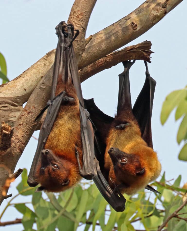 indian flying foxes (pteropus giganteus giganteus) indian flying foxes (pteropus giganteus giganteus)