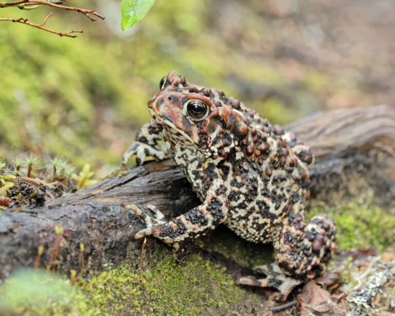 anaxyrus americanus pgj 03 anaxyrus americanus pgj 03 American Toad