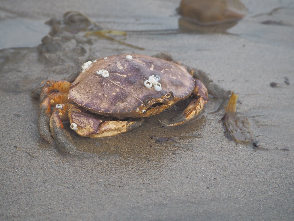 dungeness crab, metacarcinus magister dungeness crab, metacarcinus magister
