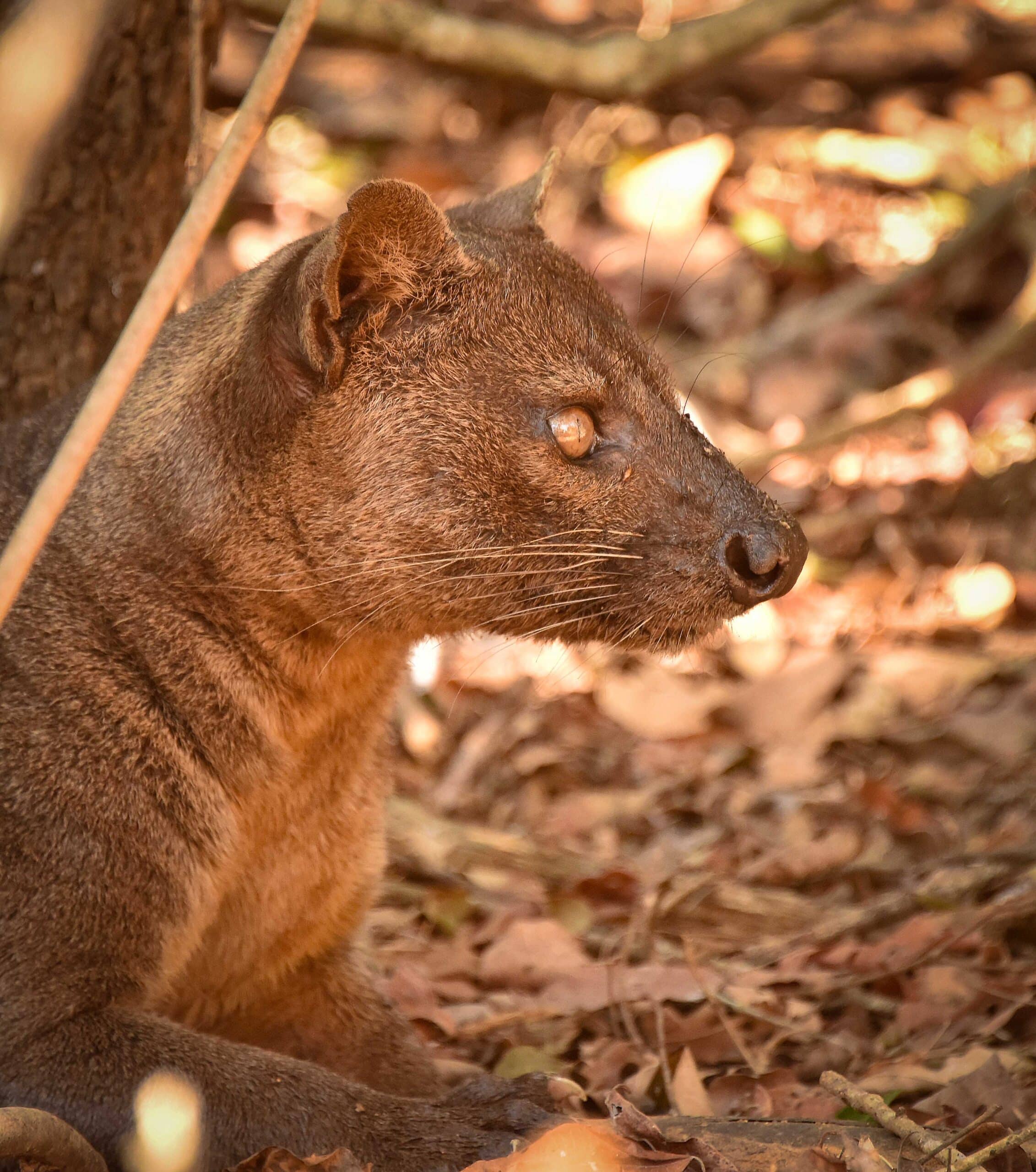 file:fossa, kirindy forest, madagascar (23715903529).jpg