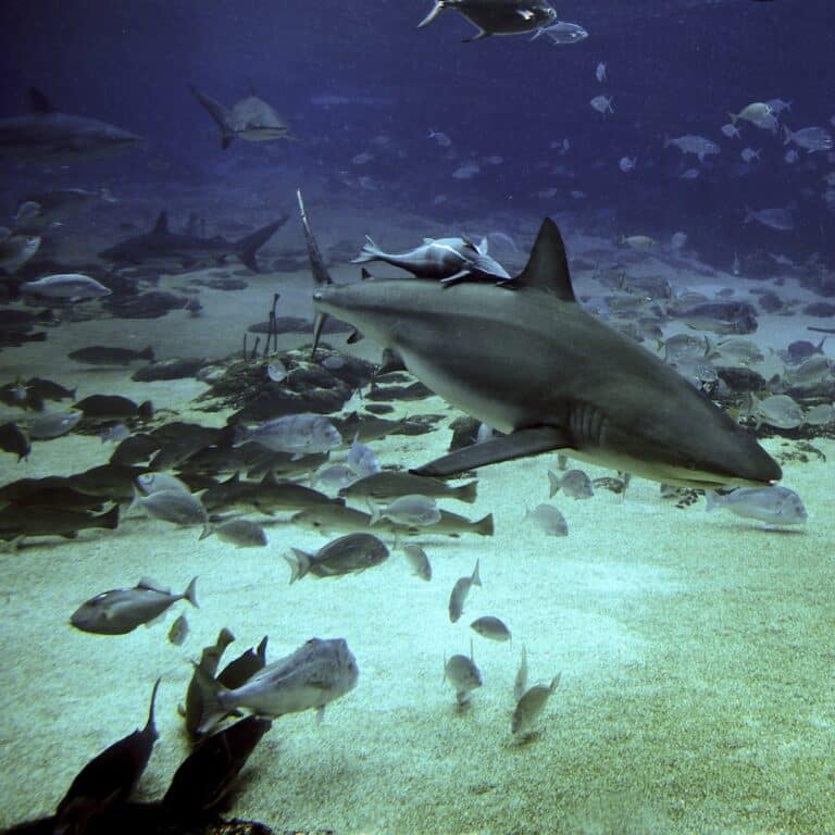 carcharhinus obscurus carcharhinus obscurus