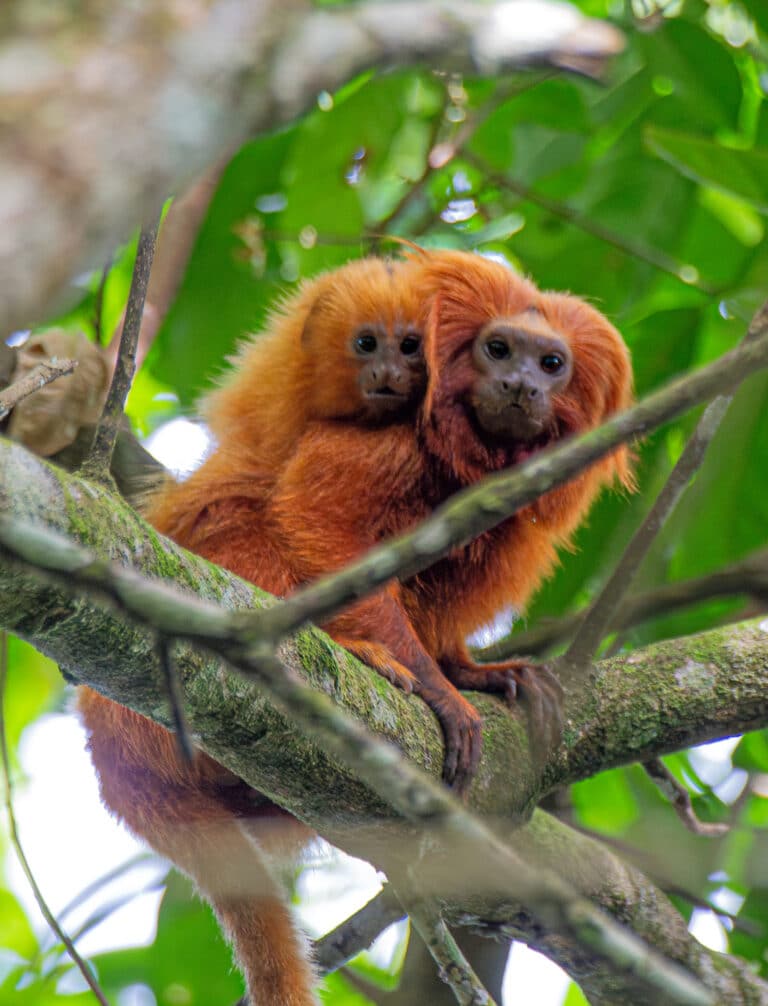 leontopithecus rosalia 456525181 leontopithecus rosalia 456525181