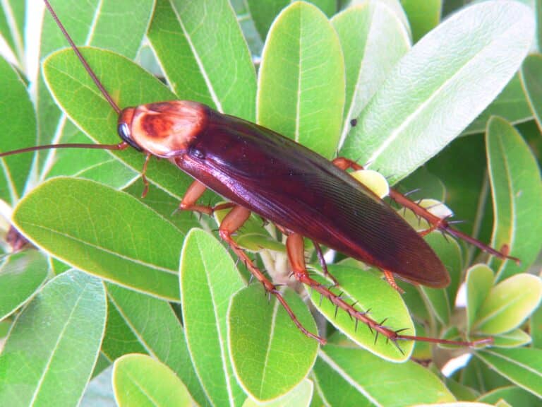 periplaneta americana amerikanische grossschabe 2 periplaneta americana amerikanische grossschabe 2 American Cockroach